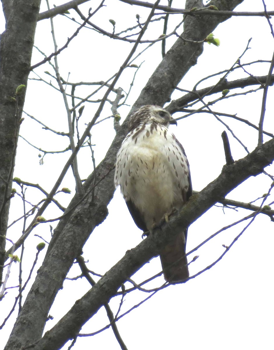 Broad-winged Hawk - ML443256521