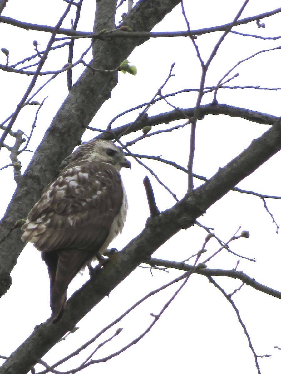 Broad-winged Hawk - ML443256551