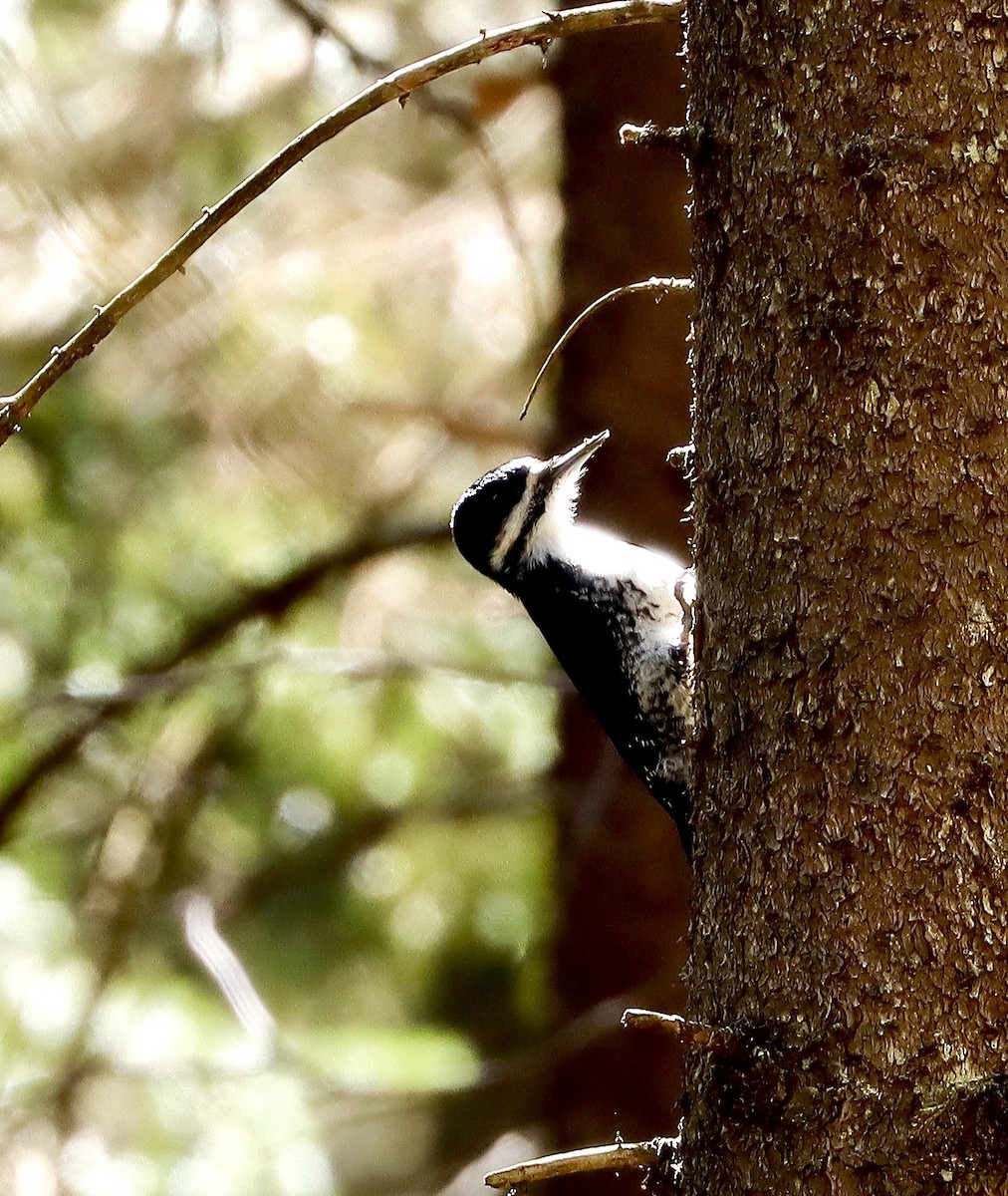 Black-backed Woodpecker - ML443256761