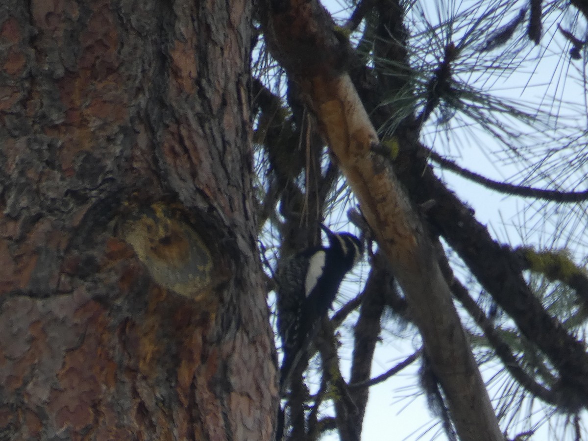 Williamson's Sapsucker - ML443257851