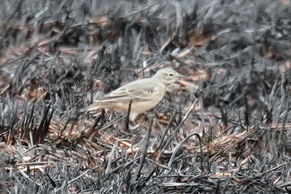 American Pipit - ML443257961