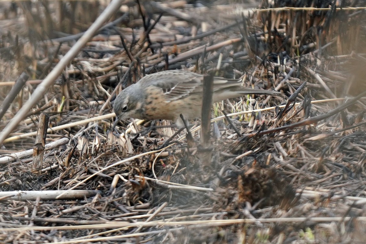 American Pipit - ML443258011