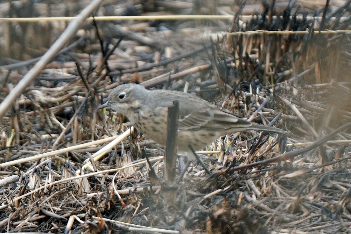 American Pipit - ML443258031