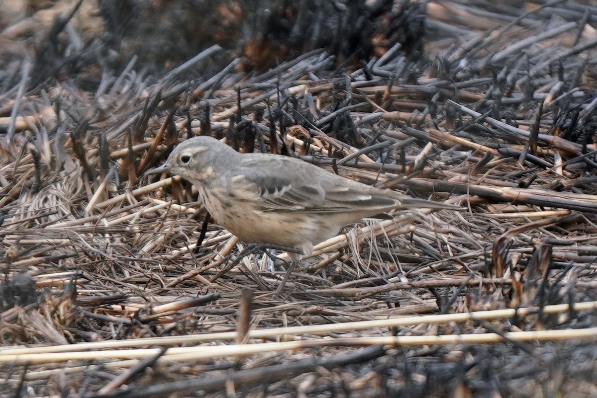 linduška tundrová - ML443258121