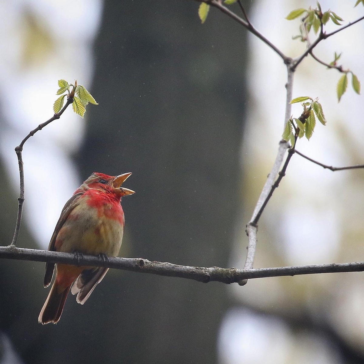 Summer Tanager - ML443258261