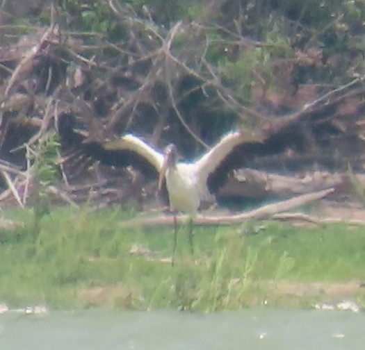 Wood Stork - ML443259481