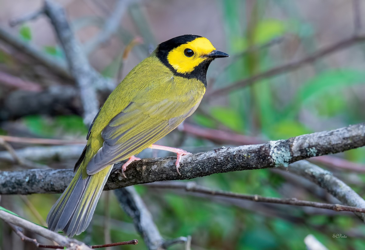 クロズキンアメリカムシクイ - ML443265141