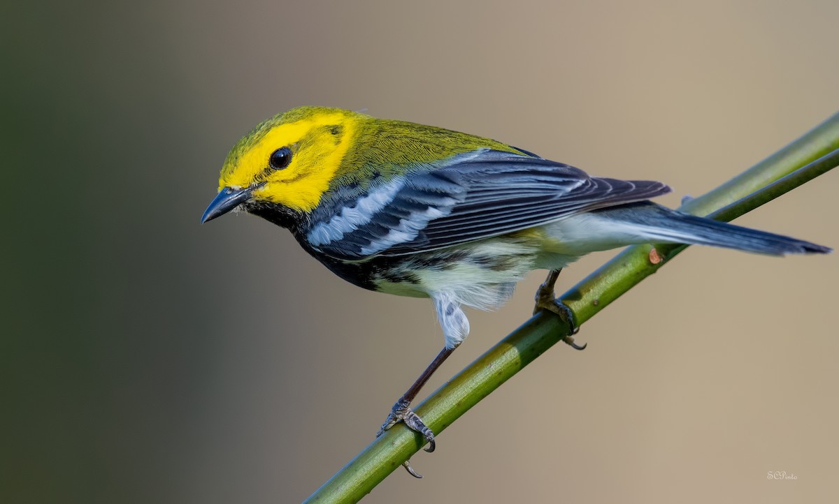 ノドグロミドリアメリカムシクイ - ML443265271