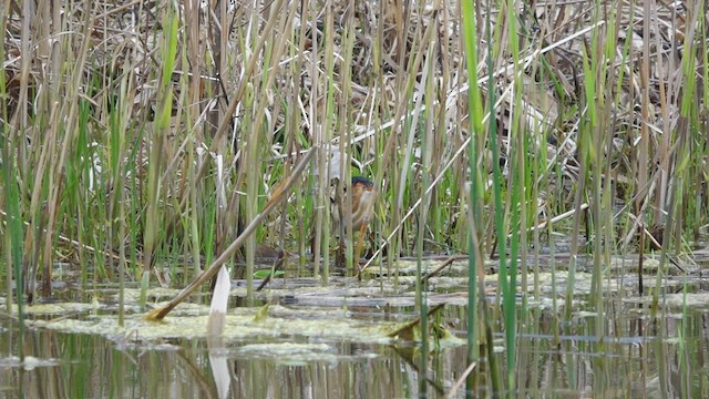 Least Bittern - ML443266401