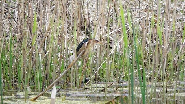 Least Bittern - ML443266701