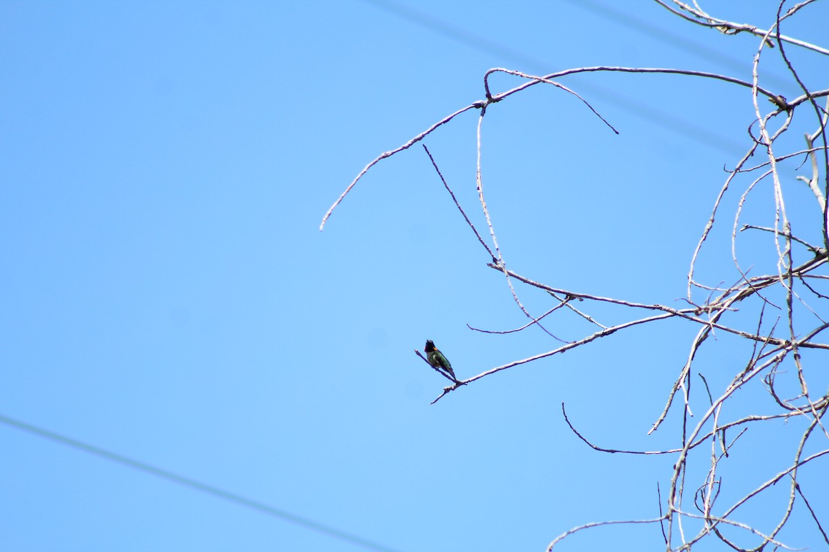Ruby-throated Hummingbird - Alexa Walke