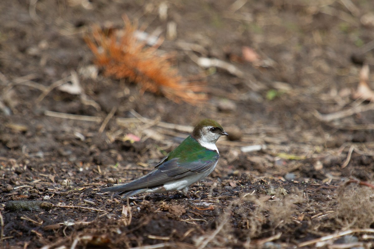 Violet-green Swallow - ML443267431