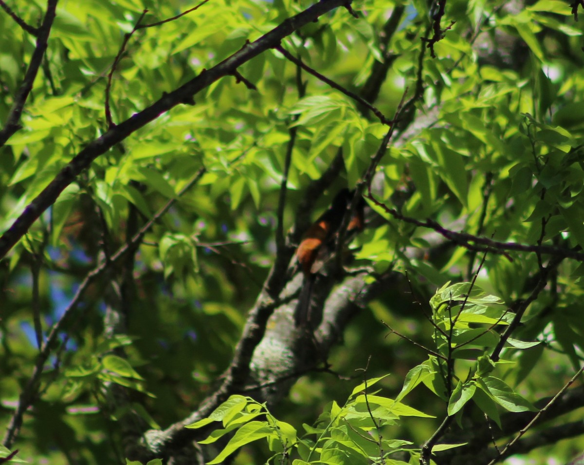 Orchard Oriole - Alexa Walke