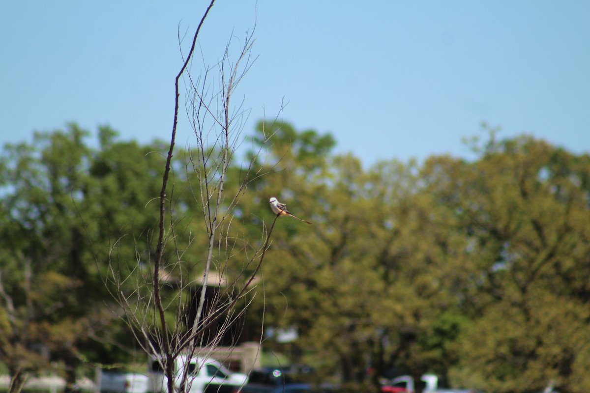 Scissor-tailed Flycatcher - ML443268381