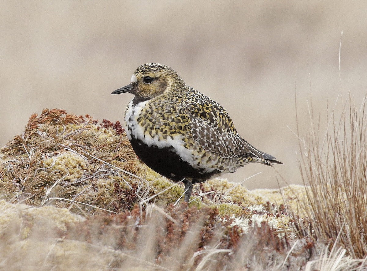 European Golden-Plover - ML443271371