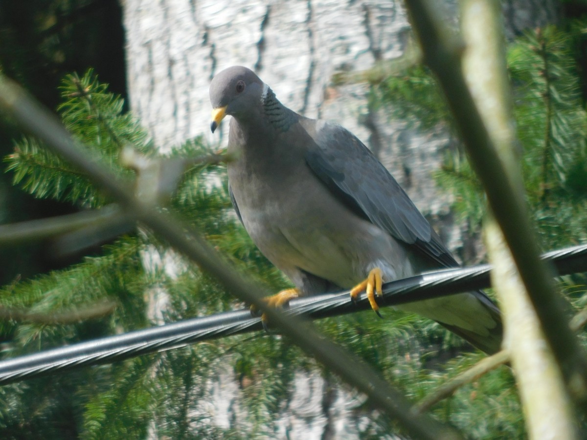 Pigeon à queue barrée - ML443272571