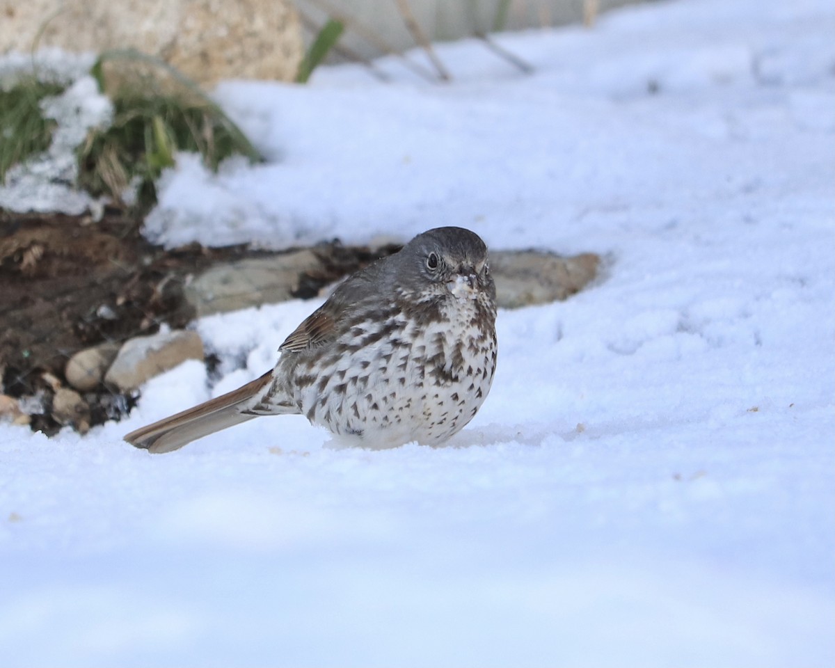Fox Sparrow (Slate-colored) - ML443273341
