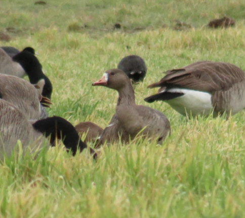 Greater White-fronted Goose - ML44327341