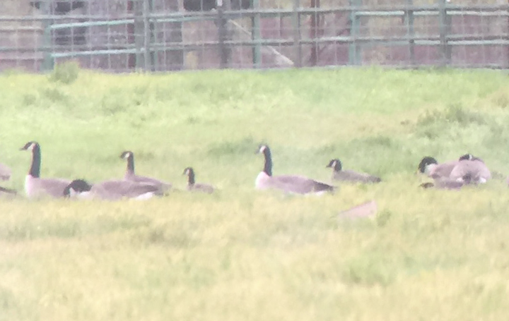 Cackling Goose - ML44327351