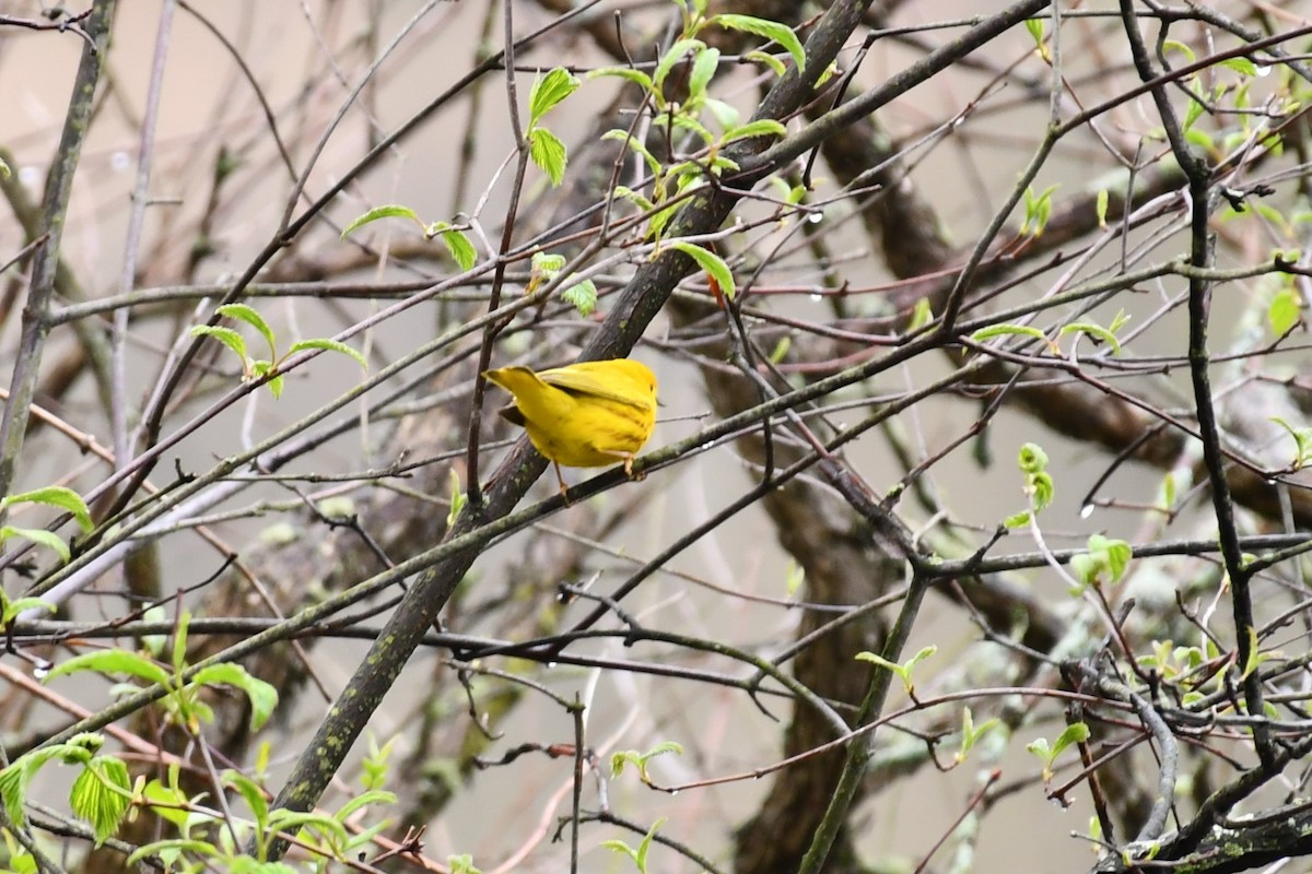 Yellow Warbler - ML443275791