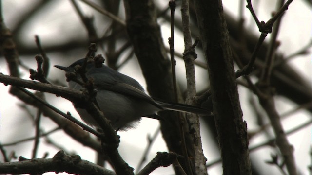 Gobemoucheron gris-bleu (caerulea) - ML443278