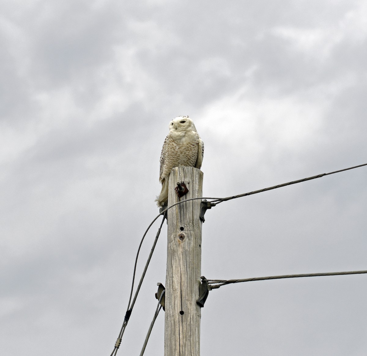 Snowy Owl - Steve Bennett