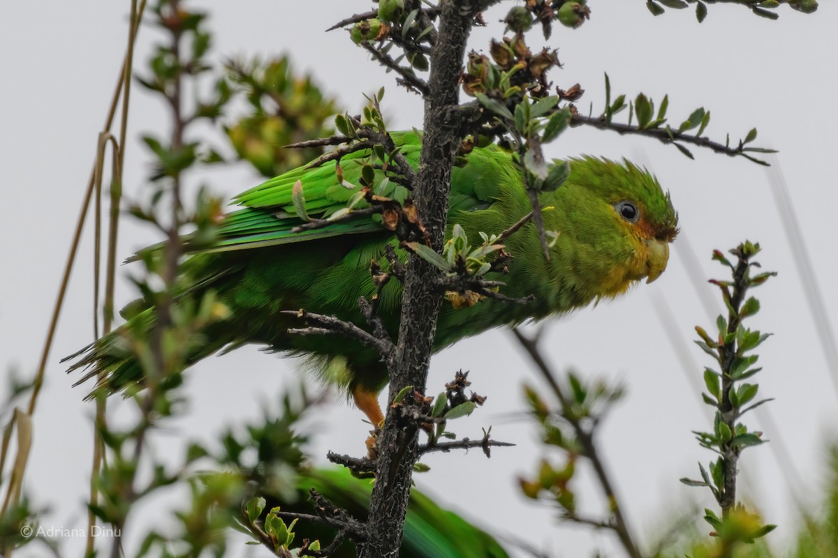 Rufous-fronted Parakeet - Adriana Dinu