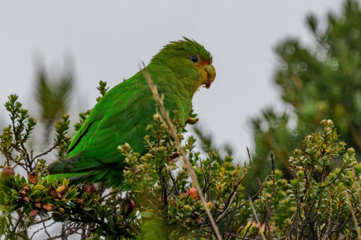 Rufous-fronted Parakeet - Adriana Dinu