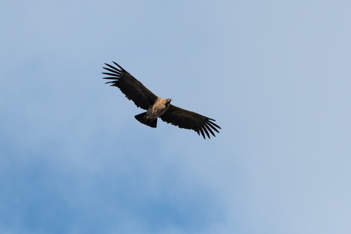 Andean Condor - Jorge Lopez Moreno