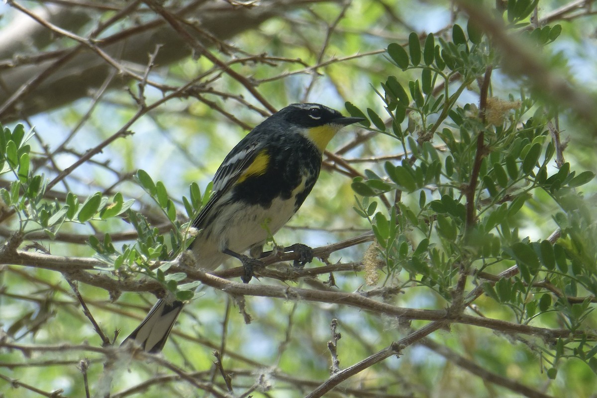 Yellow-rumped Warbler - Jennifer Tobin