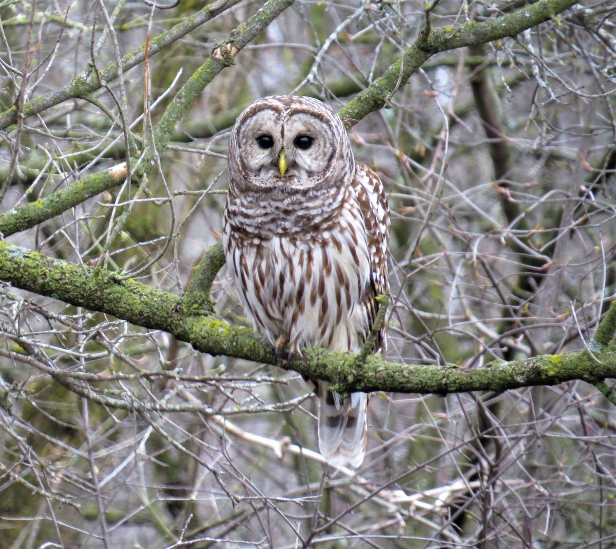 Barred Owl - pamela hoyland