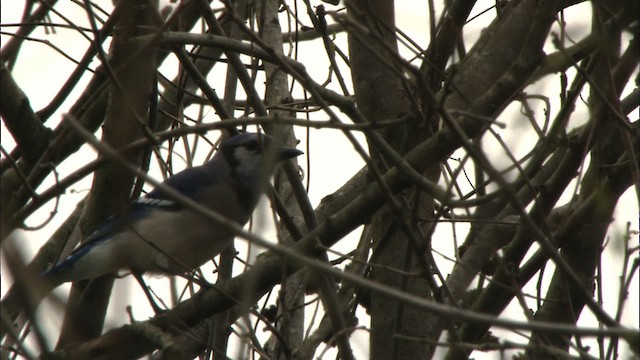 Blue Jay - ML443282