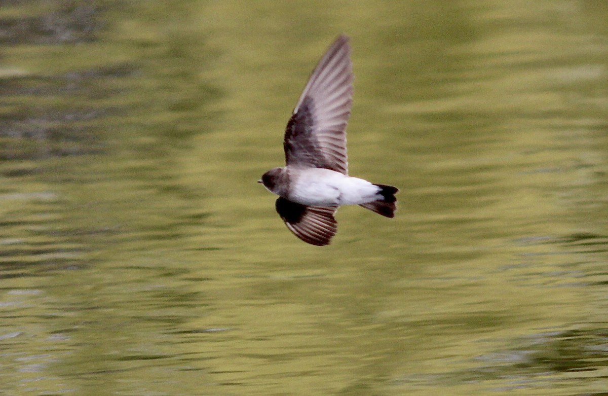 Northern Rough-winged Swallow - ML443282021