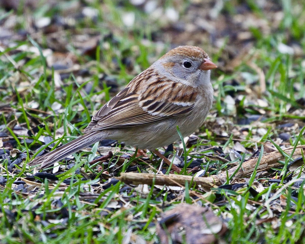 Field Sparrow - ML443286181
