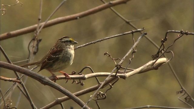 White-throated Sparrow - ML443287