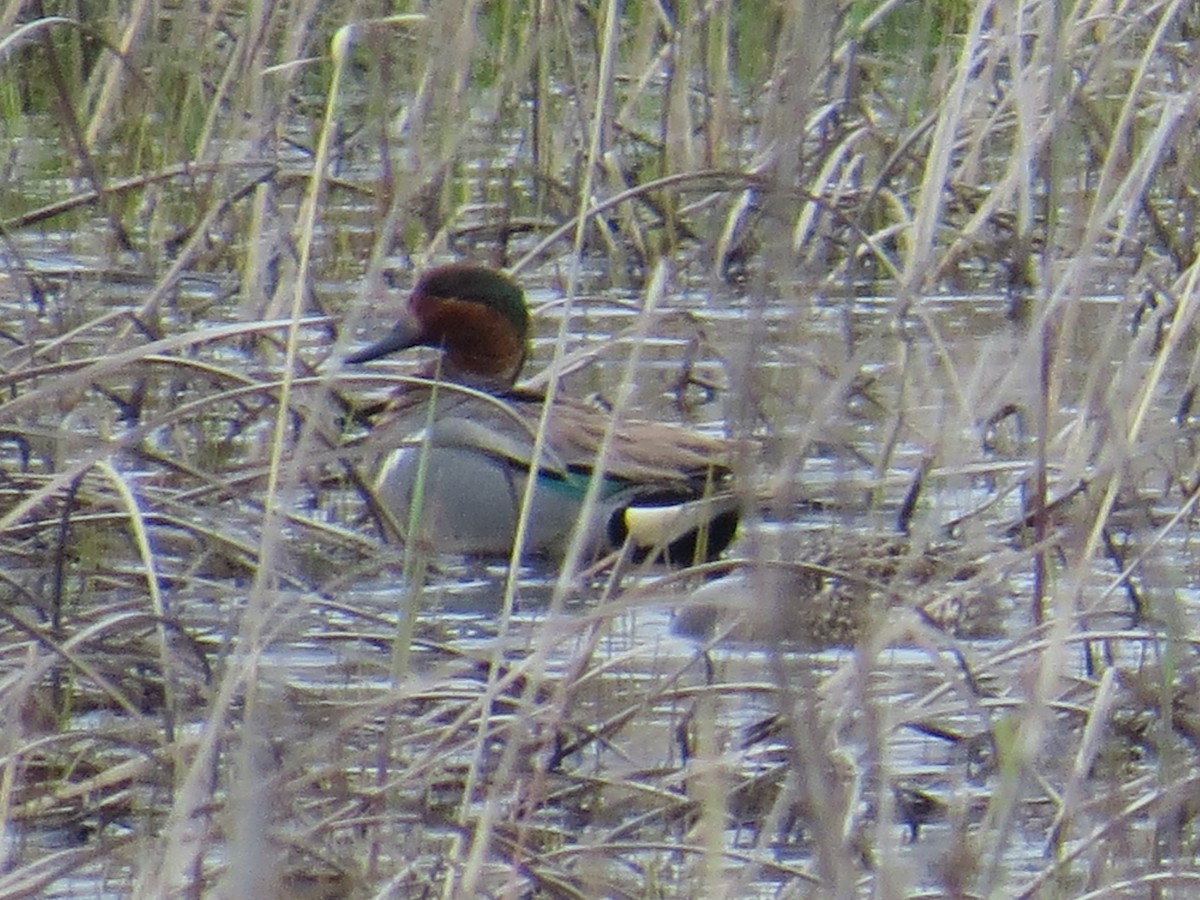 Green-winged Teal - ML443291251