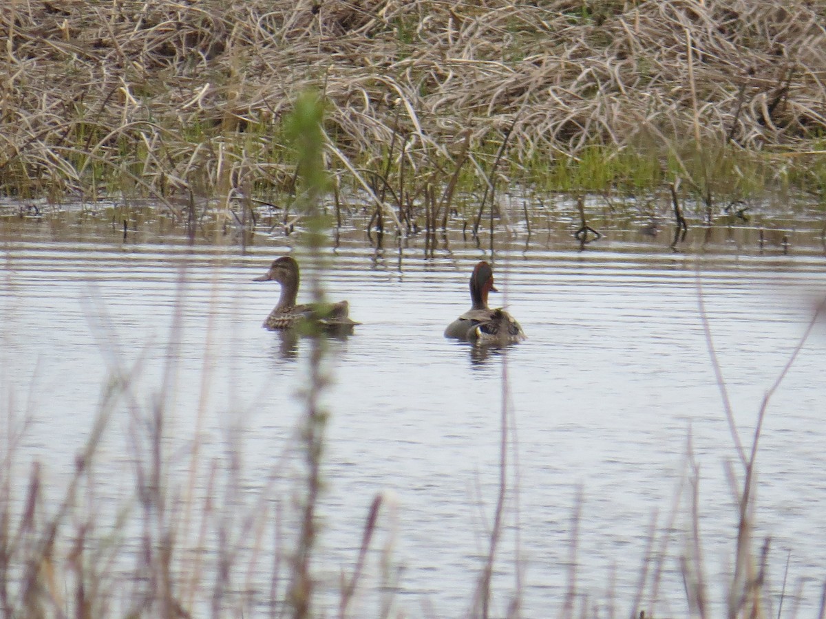 Green-winged Teal - ML443291371