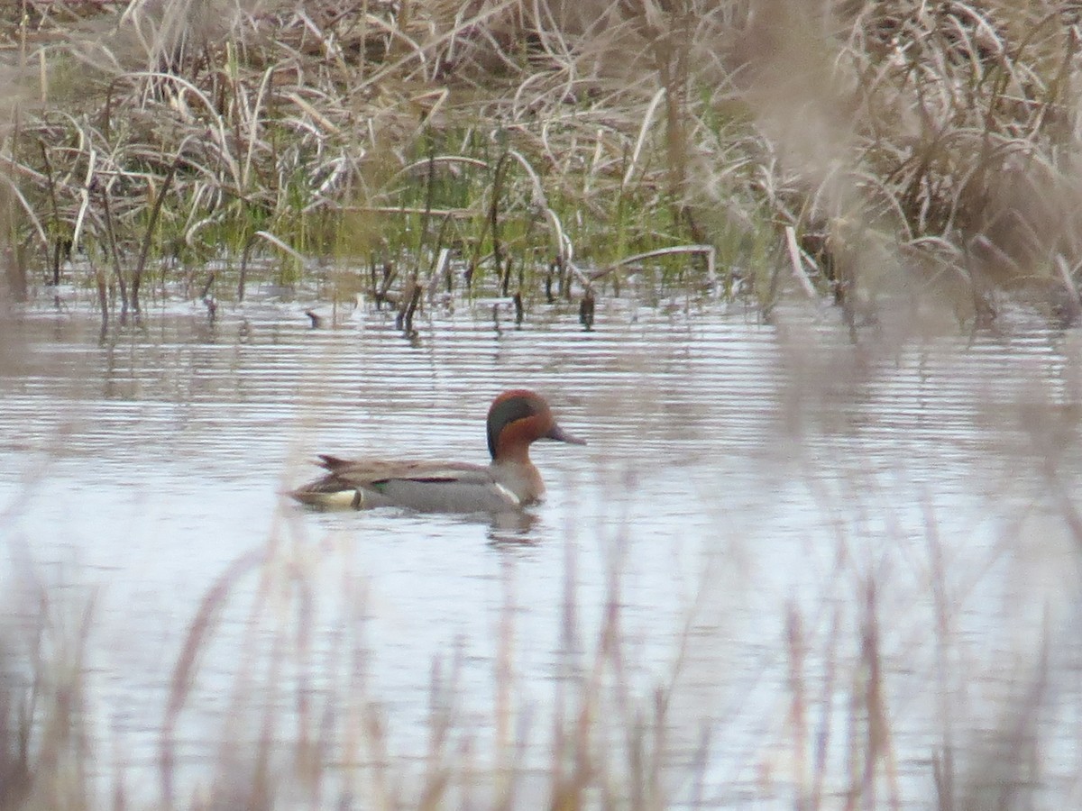 Green-winged Teal - ML443291511