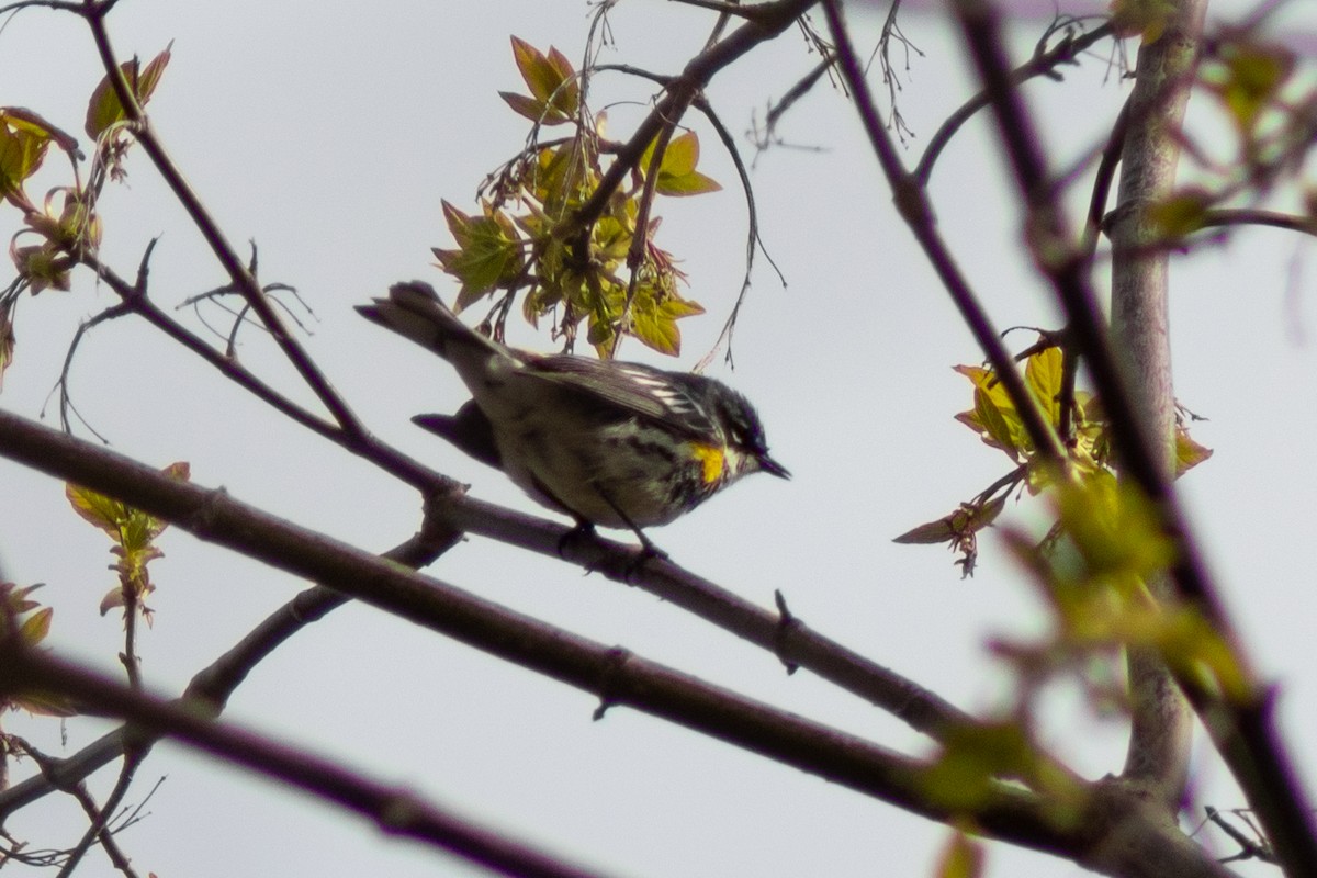 Yellow-rumped Warbler - ML443291541