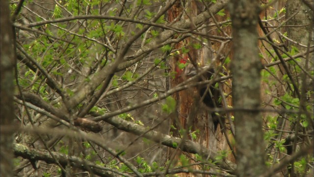 Pileated Woodpecker - ML443293