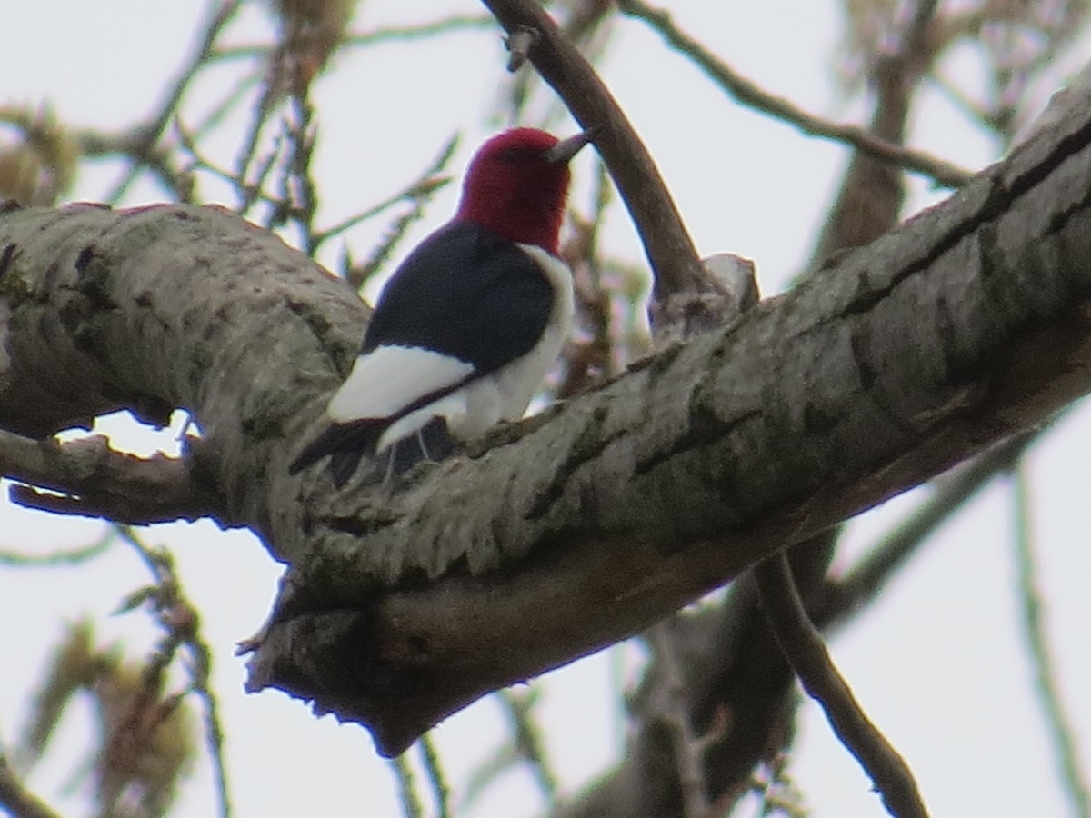 Red-headed Woodpecker - ML443293101