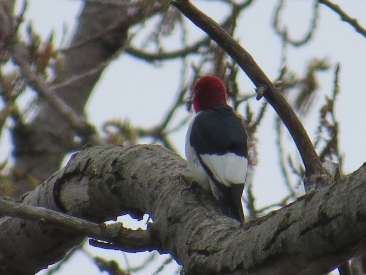 Red-headed Woodpecker - ML443293191