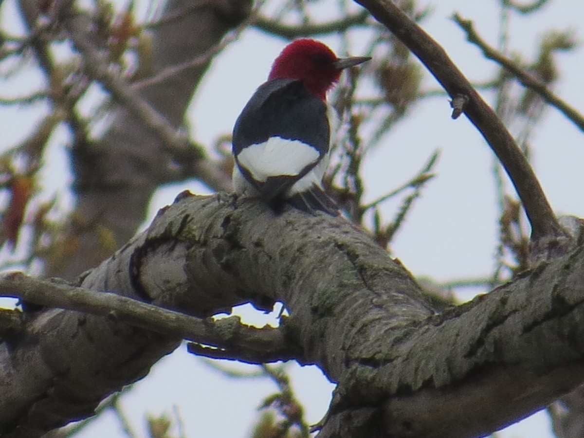 Red-headed Woodpecker - ML443293291