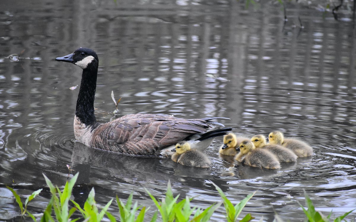 Canada Goose - ML443293801
