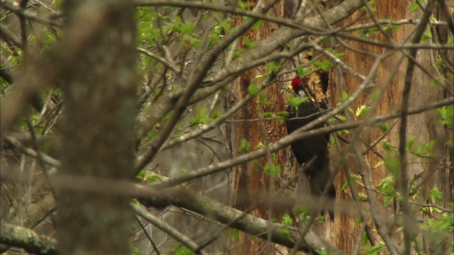 Pileated Woodpecker - ML443294