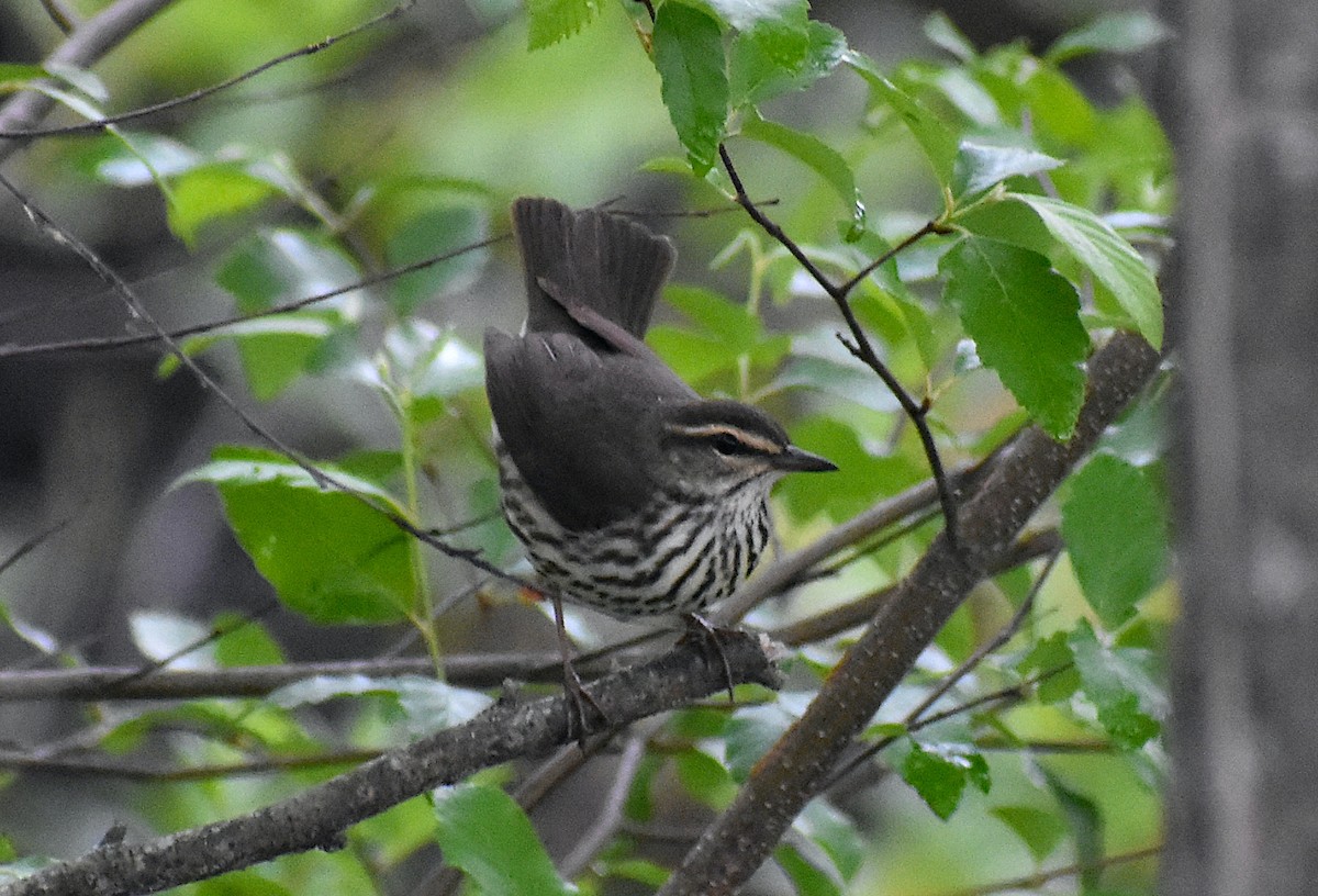 Northern Waterthrush - ML443294561