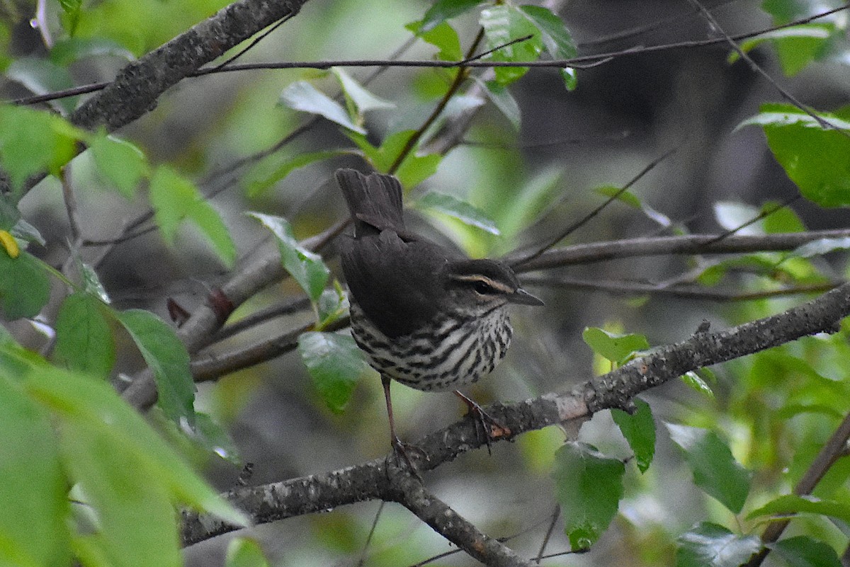 Northern Waterthrush - ML443294571