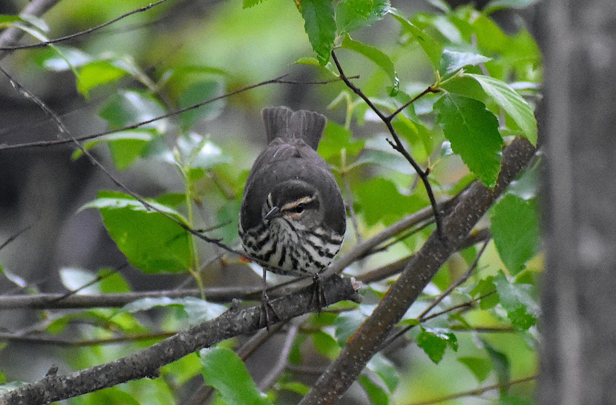 Northern Waterthrush - ML443294881