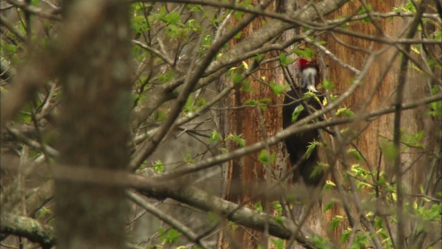 Pileated Woodpecker - ML443295