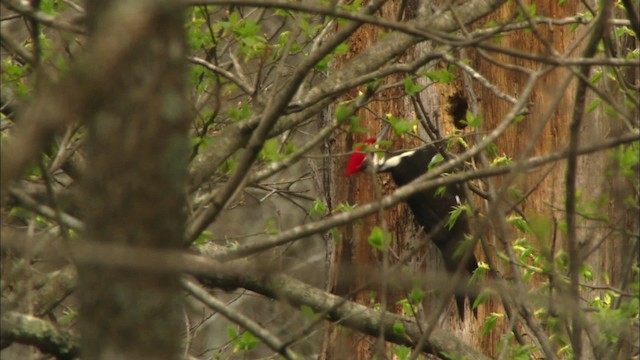 Pileated Woodpecker - ML443296